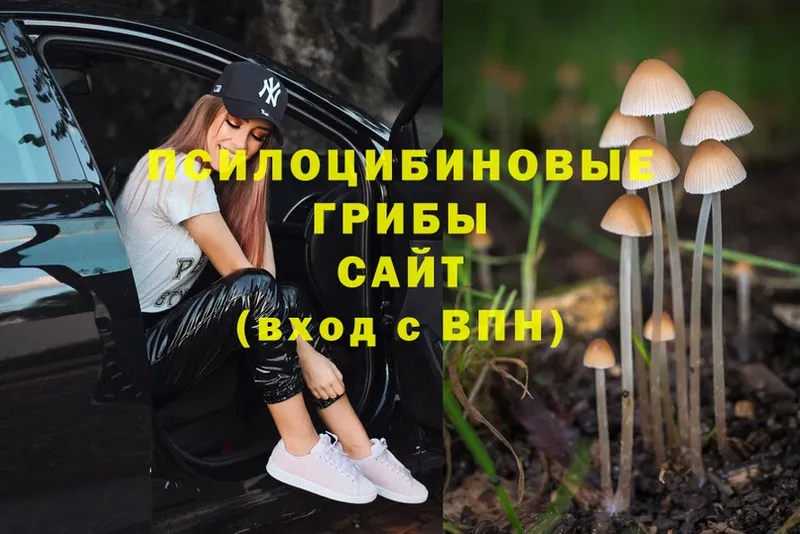 Псилоцибиновые грибы Cubensis  ОМГ ОМГ как зайти  Никольское 